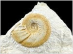 Ammoniten aus dem Altmühltal Orthosphinctes