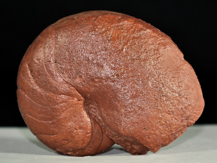 fossilien aus adnet-nautilus-cenoceras 80 mm