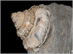 Pleurotomaria amalthei-40-Fossilien-Ammoniten aus Buttenheim