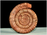 Ammonit Alsatites aus Salzburg