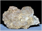 koralle-actinastraea-35-russbach-258