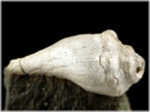Fossilien aus Österreich-Versteinerte Schnecken-42--Kroisbachgraben-St. Pankratz