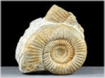 Ammoniten aus der Jura Orthosphinctes-altmühltal