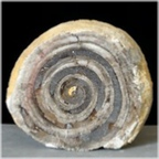 acteonella-63-fossilien-siebenbuergen-rumaenien