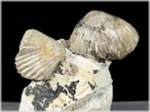 Fossilien Brachiopoden Rhynchonella