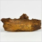 Fossilien aus Ungarn-Kieferfragment eines Wirbeltieres 45mm
