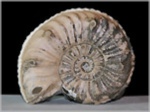 Ammonit Pleuroceras mit Spiralstreifung-47-Fossilien aus Buttenheim