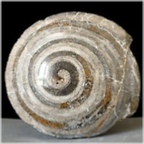 acteonella-55-fossilien-siebenbuergen-rumaenien