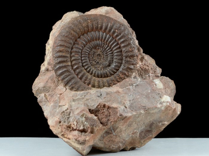 fossilien aus adnet-holcophylloceras 70 mm