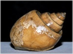 Versteinerte Schnecke Pseudomaura bulbiformis aus Rußbach