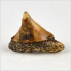 Fossilien aus Ungarn-versteinerte Haifisch Zahn  10mm