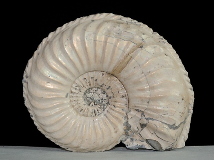 fossilien aus buttenheim: pseudokatosira undulata 70 mm