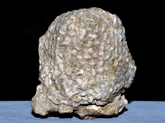 fossilien aus rußbach, gosauschichten-koralle 52 mm