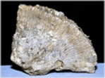 Fossilien versteinerte Koralle Diploctenium Land Salzburg