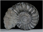 Pleuroceras spinatum-55-Ammoniten aus Buttenheim