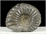 Ammonit Pleuroceras-44-röckingen