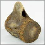 Fossilien aus Ungarn-versteinerter Delphin Wirbel-40mm