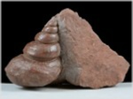 Lias Fossilien aus Österreich versteinerte Schnecke