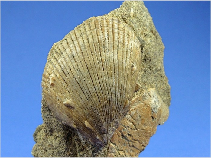 fossilien aus st. pankratz_sponylus teisenbergensis 60 mm