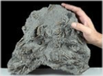Fossilien aus Weitendorf Turitellenplatte