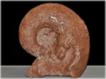 Ammonit Lytoceras aus Salzburg