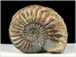 Ammonit Pleuroceras-45-röckingen