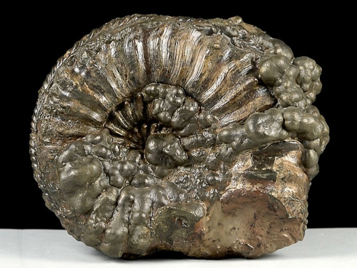 ammonit aus deutschland-pleuroceras, schwarzjura 100 mm