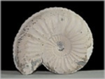 Ammonit Pleuroceras-57-Fossilien aus Buttenheim