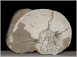 Ammonit Amaltheus margaritatus-85-Fossilien aus Buttenheim