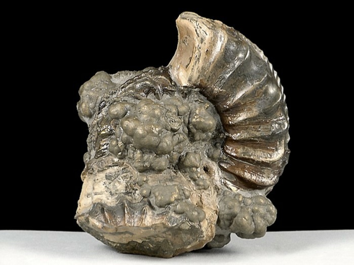 ammonit aus deutschland-pleuroceras verkieselt , schwarzjura 67 mm