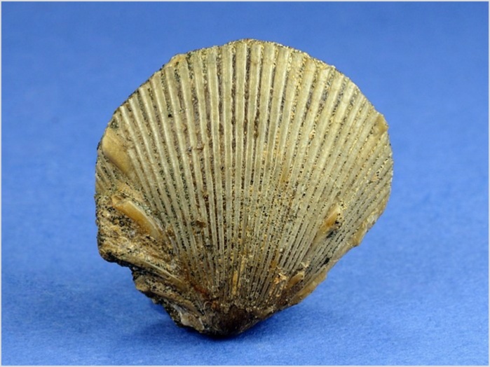 fossilien aus st. pankratz_spondylus 60 mm