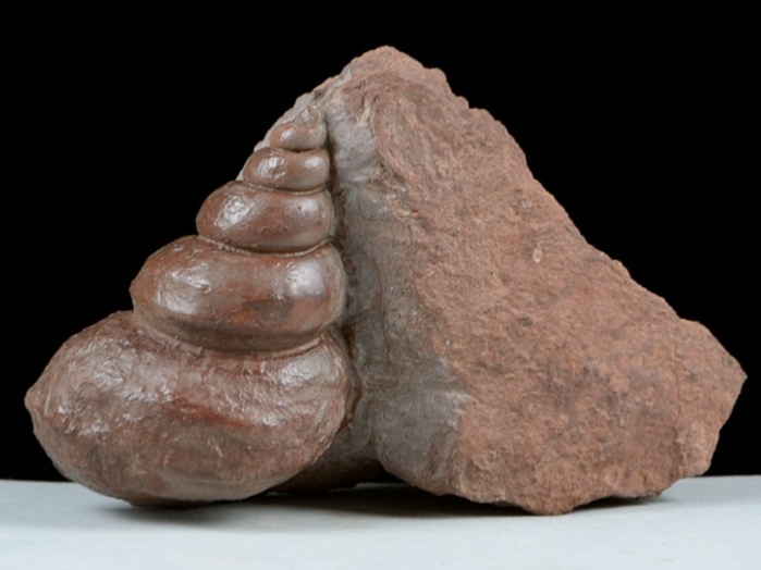 fossilien aus adnet-schneckensteinkern