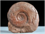 Ammoniten aus Salzburg Protogrammoceras-67-adnet