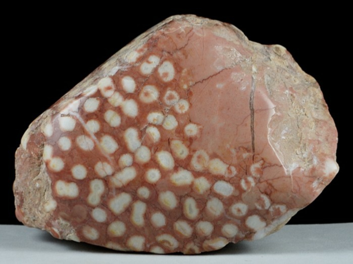 fossilien aus adnet-koralle geschliffen