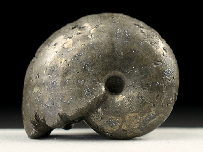 ammonit aus mistelgau-pleydellia 26 mm