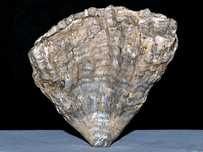 fossilien aus rußbach, gosauschichten-koralle: latiphyllia pulchellus 70 mm