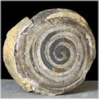 acteonella-70-fossilien-siebenbuergen-rumaenien