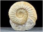 Ammonit Orthosphinctes-80-altmühltal-211
