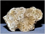 versteinerte Koralle Placocoenia aus Rußbach Österreich