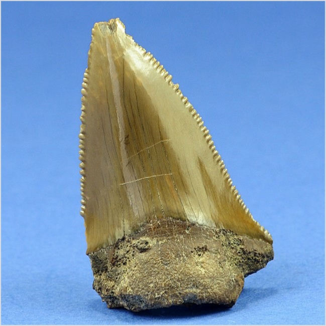 fossilien aus st. pankratz- haizahn_carcharocles auriculatus 50 mm