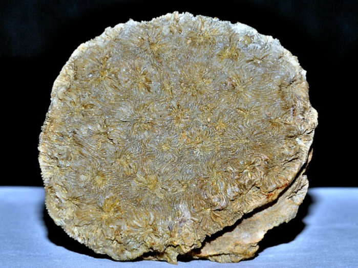fossilien aus rußbach, gosauschichten-koralle