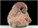 Fossilien versteinerter Nautilus Cenoceras, Österreich