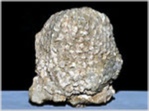versteinerte Koralle-hydnophora-52-rußbach-121-14