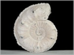 Ammoniten aus Buttenheim Pleuroceras salebrosum-50