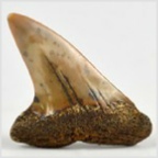 Fossilien aus Ungarn-versteinerte Hai Zähne Isurus sp. 43mm