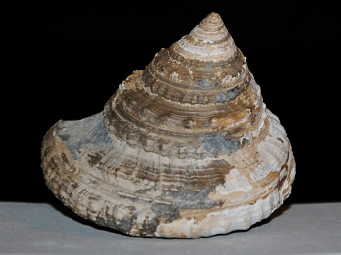 fossilien aus buttenheim: pseudokatosira undulata 70 mm