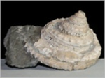 Pleurotomaria amalthei-44-Fossilien-Ammoniten aus Buttenheim