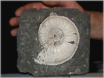 Pleuroceras-112-Ammoniten aus Buttenheim