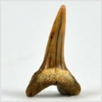 Fossilien aus Ungarn-versteinerte Haifisch Zahn Carcharias sp. 28mm