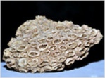 Fossilien versteinerte Koralle Agathelia aus Rußbach